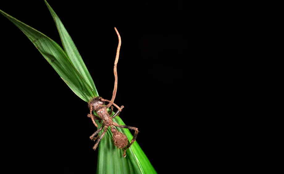 සොම්බී කුහුඹුවා