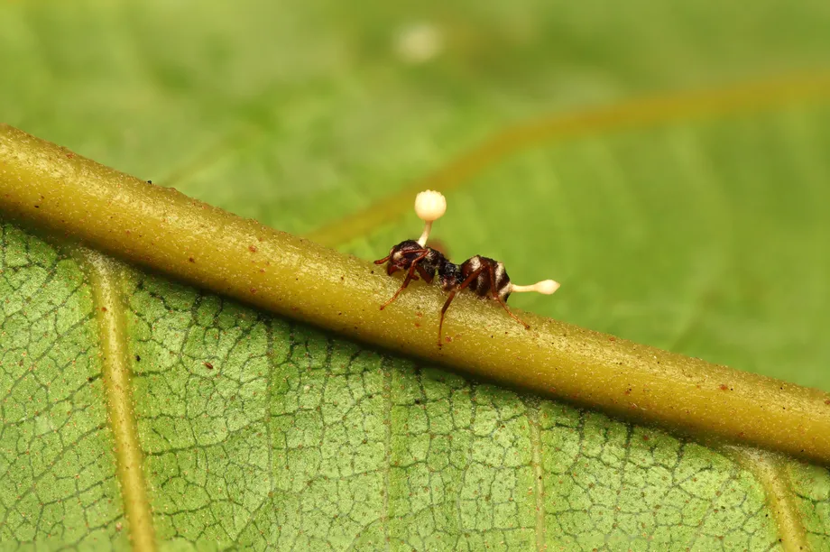 සොම්බී කුහුඹුවා