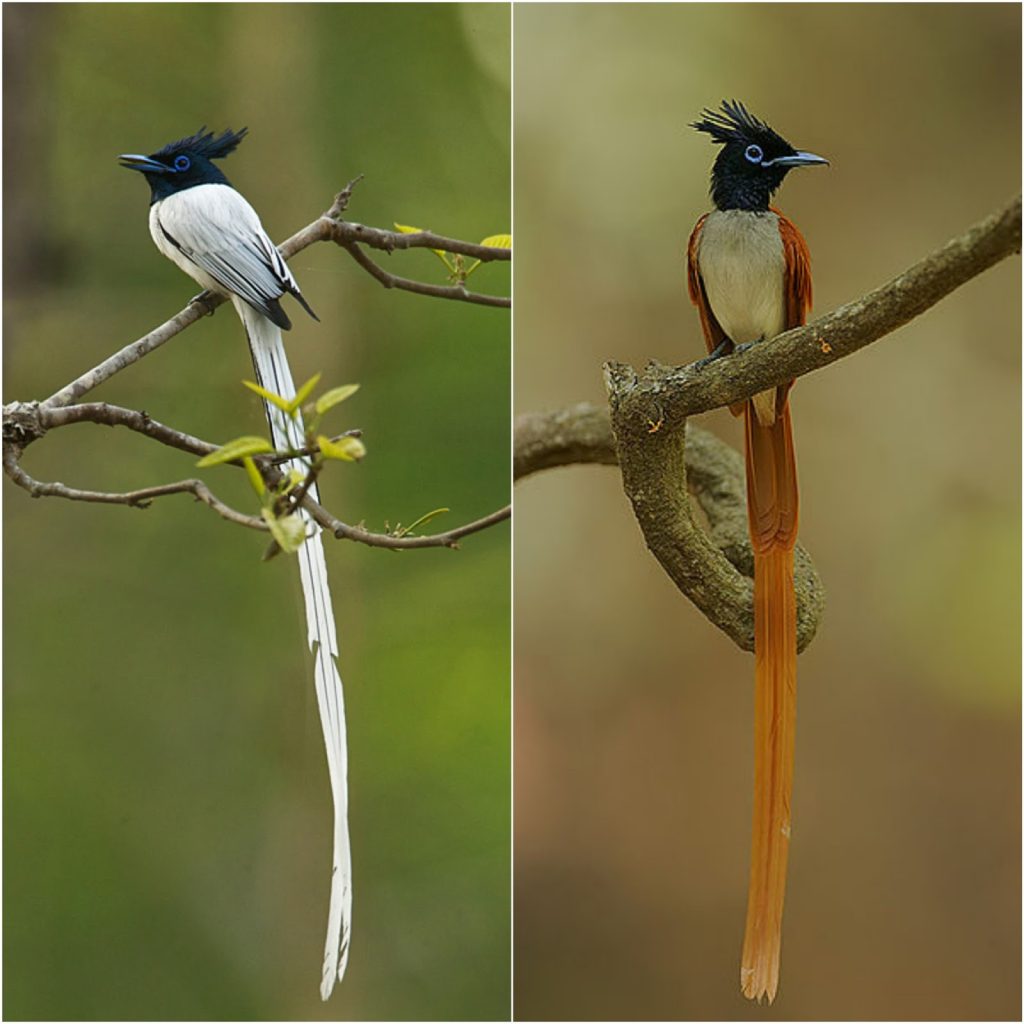 සංචාරක පක්ෂීන්: අපව සොයා එන කුරුලු යාලුවෝ