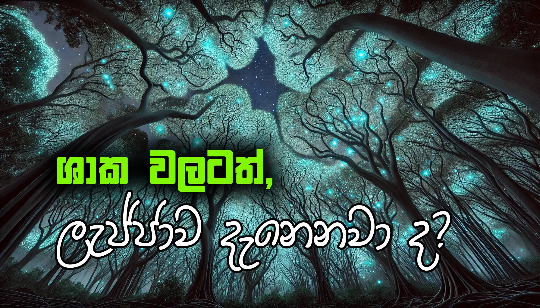 ලැජ්ජා ගස්, ක්‍රවුන් ශයිනස්