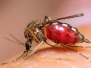 ඔබට වැඩිපුර මදුරුවන් දෂ්ඨ කරන්නේ මේ නිසයි මදුරුවන් දෂ්ඨ කිරීම