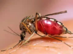 ඔබට වැඩිපුර මදුරුවන් දෂ්ඨ කරන්නේ මේ නිසයි මදුරුවන් දෂ්ඨ කිරීම