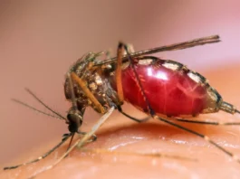 මදුරුවන් දෂ්ඨ කිරීම