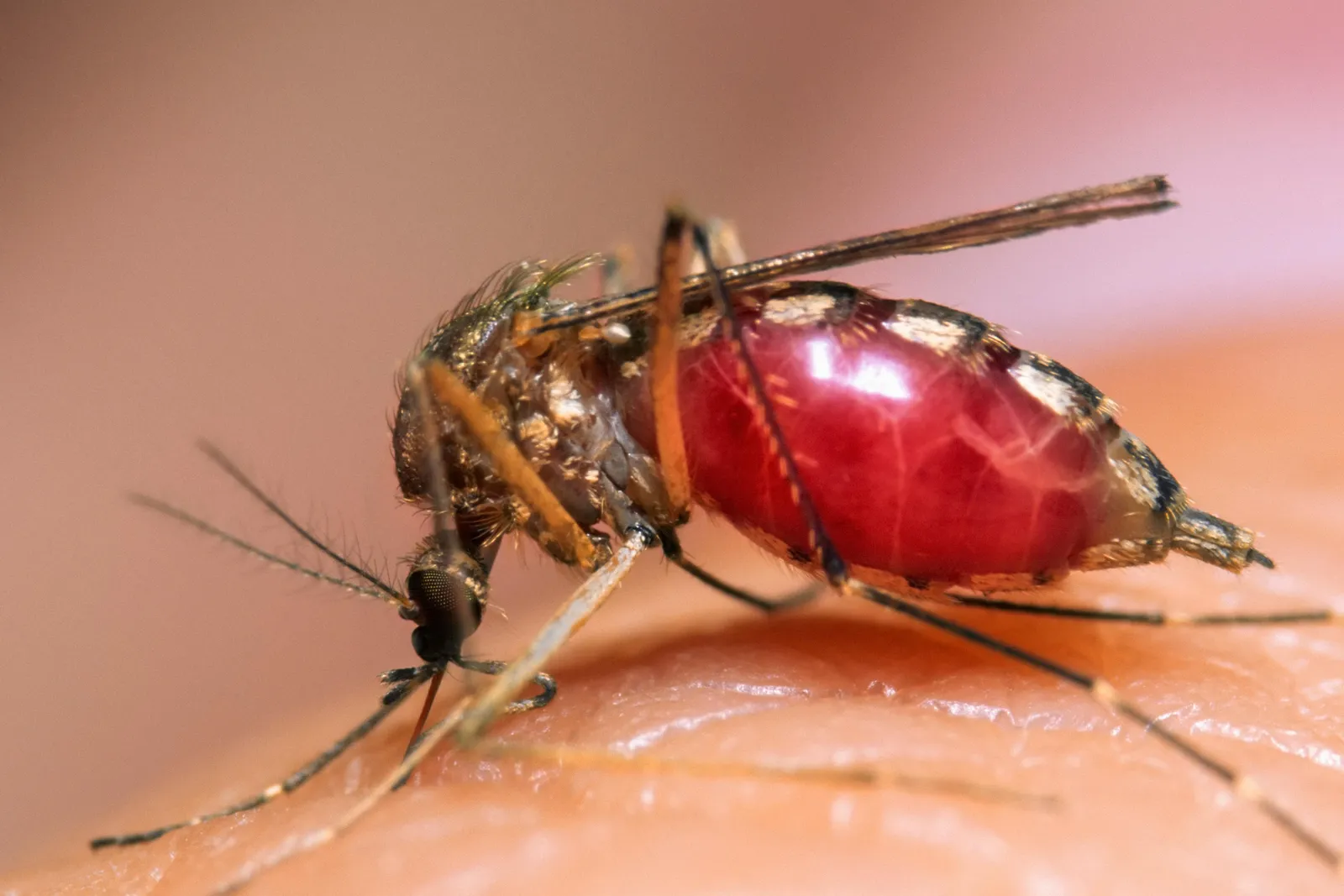මදුරුවන් දෂ්ඨ කිරීම