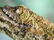 සත්ව ලෝකයේ විශ්මිත ආරක්ෂක උපක්රම සත්ව ලෝකය ආරක්ෂණ උපක්රම