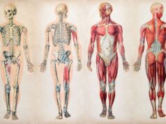 මිනිස් සිරුරේ අවශේෂිත අවයව: #8 පරිණාමයේ ඉතිරි වූ සලකුණු අවශේෂ අවයව මිනිස් සිරුරේ අවශේෂිත අවයව: පරිණාමයේ ඉතිරි වූ සලකුණු