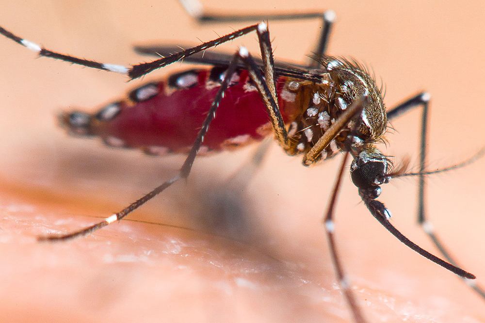 මිනිස් සම මත වසා සිටින Aedes aegypti ඩෙංගු වාහක මදුරුවෙකුගේ සමීප දර්ශනයක්
