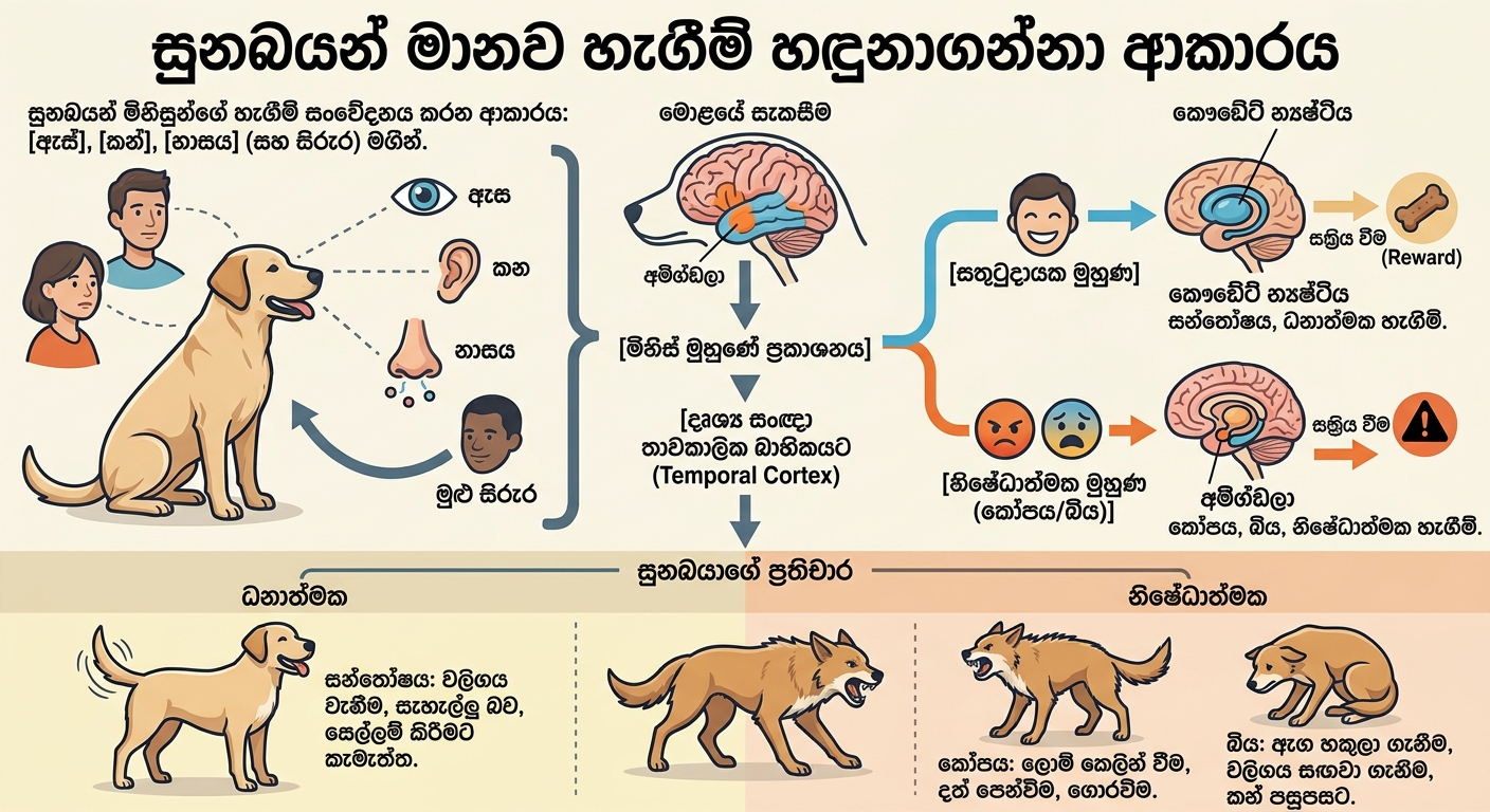 සුනඛයන්ගේ හැඟීම් හඳුනාගැනීම
