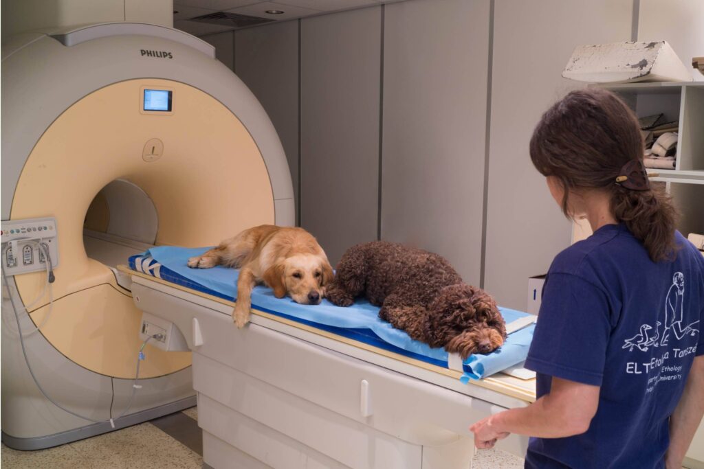 සුනඛයන්ගේ හැඟීම් හඳුනාගැනීම පිළිබඳ මොළයේ fMRI ස්කෑන් පරීක්ෂණ සටහන.