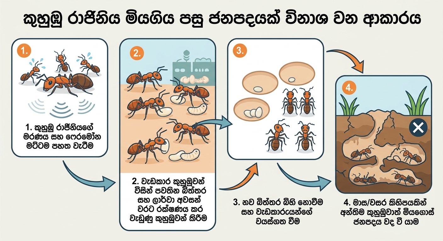 කුහුඹු රාජිනිය මිය ගිය පසු