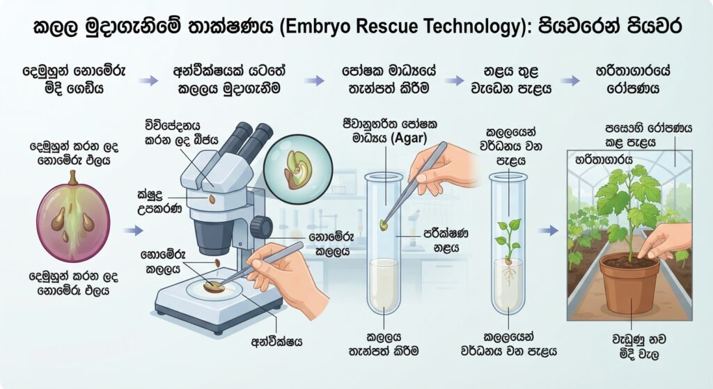 ඇට නැති මිදි බෝ වන්නේ කෙසේද? සොබාදහමේ විස්මිත ජෛව විද්යාත්මක රහස 3 කලල මුදාගැනීමේ (embryo rescue) ජෛව තාක්ෂණික පියවර