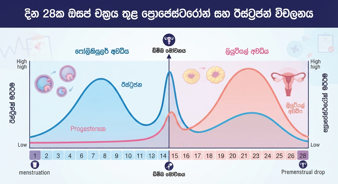 දින 28ක ඔසප් චක්‍රය තුළ ප්‍රොජෙස්ටරෝන් සහ ඊස්ට්‍රජන් විචලනය