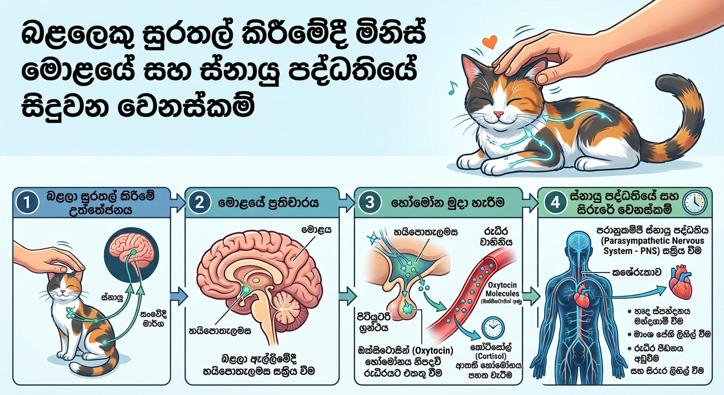 බළලෙකු සුරතල් කිරීමේදී මිනිස් මොළයේ ඔක්සිටොසින් හෝමෝනය නිපදවී ස්නායු පද්ධතිය සන්සුන් වන ආකාරය දක්වන ගැලීම් සටහන