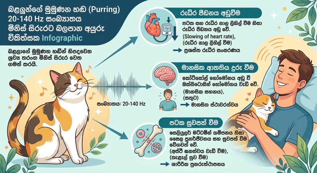 බළලුන්ගේ මුමුණන හඬෙහි (purring) සංඛ්‍යාතය මිනිස් සිරුරේ රුධිර පීඩනය සහ කෝටිසෝල් හෝමෝනය කෙරෙහි බලපාන අයුරු